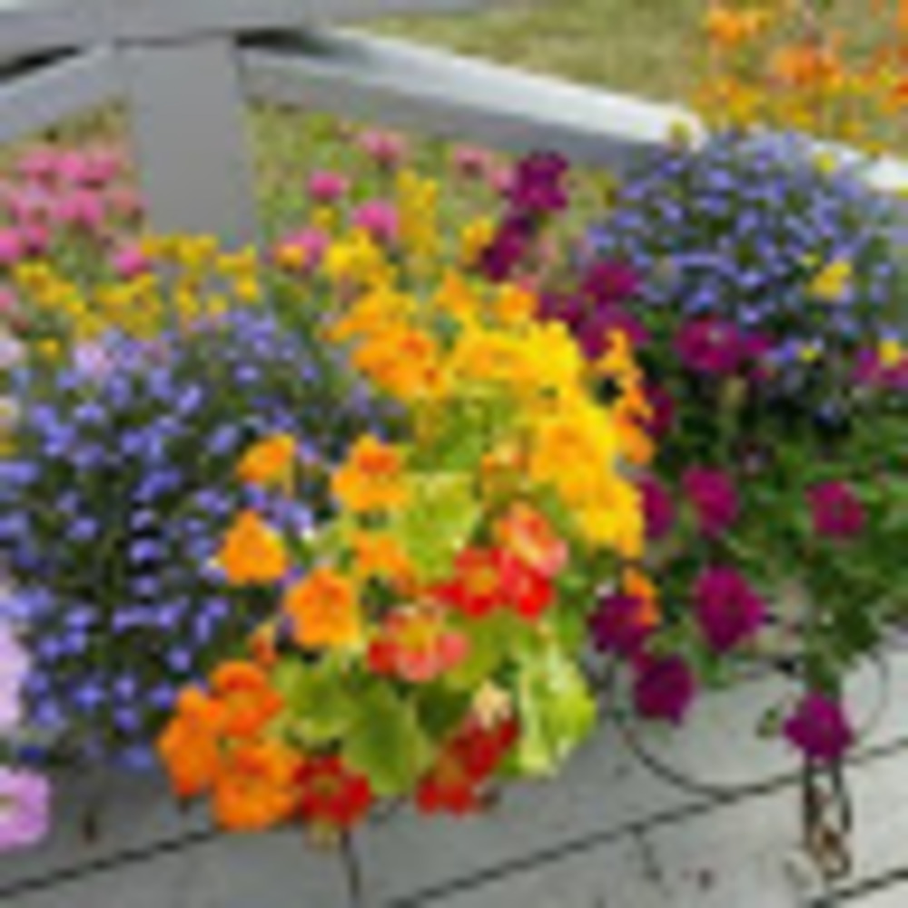 Meet your Posher, Surf1625